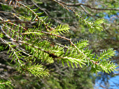 Feuilles et aiguilles de 5 mm groupées par 3 ou 4 et possédant 2 sillons sur leur face inférieure et présentes sur des tiges dressées et ramifiées. Agrandir dans une nouvelle fenêtre (ou onglet)